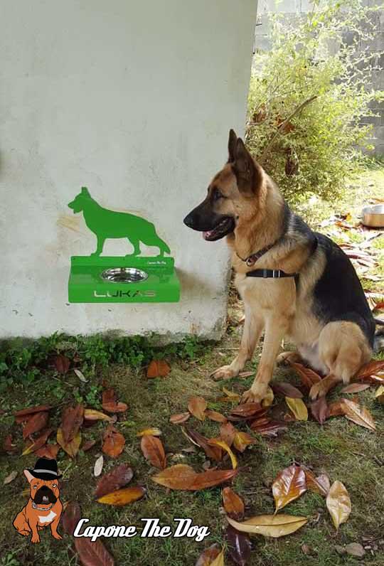 CaponeTheDog tweet media