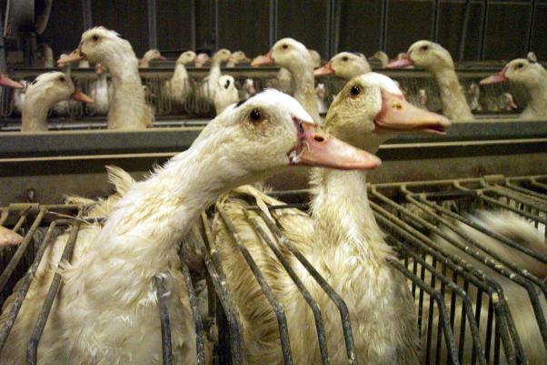 peta tweet picture