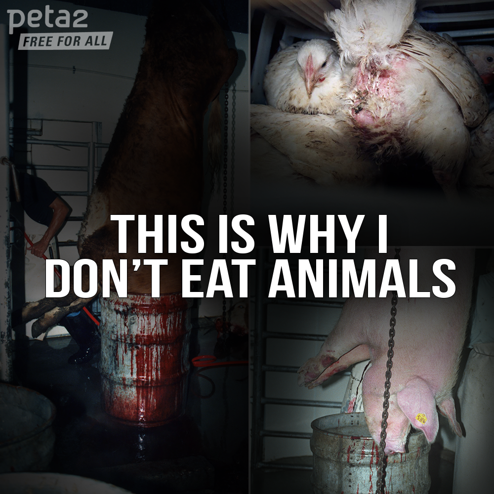 PETAShares's tweet photo. "I ate meat." #3WordsToRegret http://t.co/WeAiHfL4Po