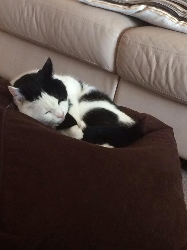 Just cuddling my tail