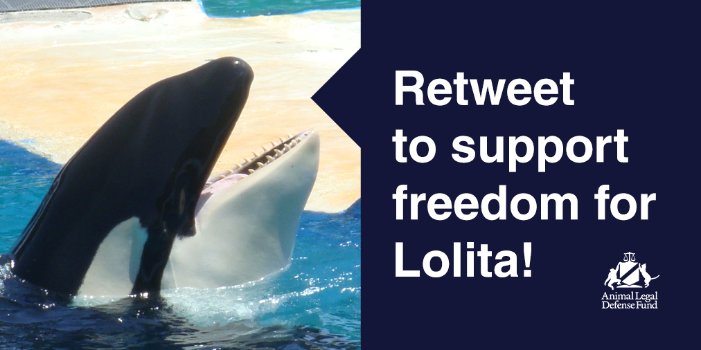 New lawsuit against #MiamiSeaquarium to #FreeLolita! #EmptyTheTanks #Blackfish aldf.org/?p=51173