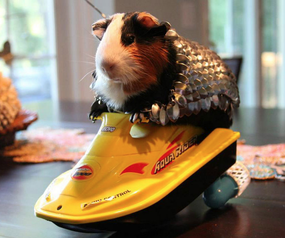 Joe_Sugg's tweet photo. @ZozeeBo "oh that? that's just my armour plated guinea pig riding his jet ski.. don't mind him." http://t.co/3KlHXHAVQG