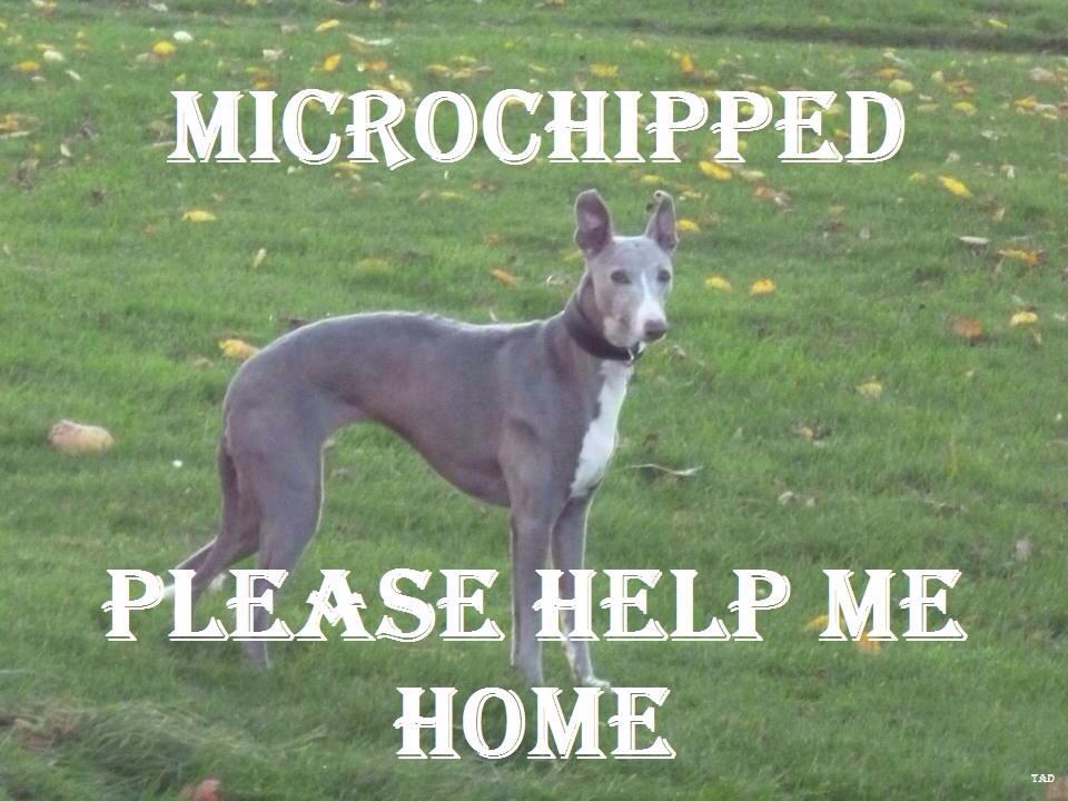 michell57319641's tweet photo. @FindTopesy @claraloo @findmurphyhusky #helpFindTopesy Another week & Topesy is #StillMissing ๐ http://t.co/gJrDtuYGGe