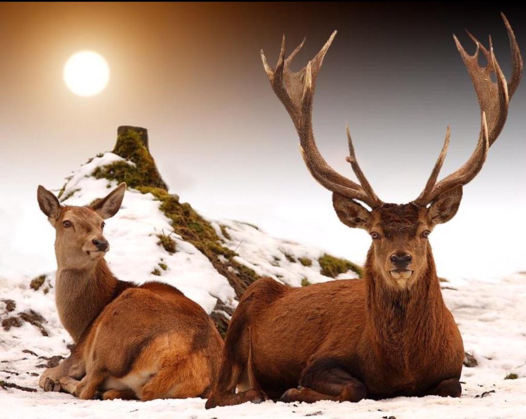 BrianTamakiNZ's tweet photo. "As the Deer Pants for the Water...So My Soul Longs After You..." http://t.co/R994r2ZiFn