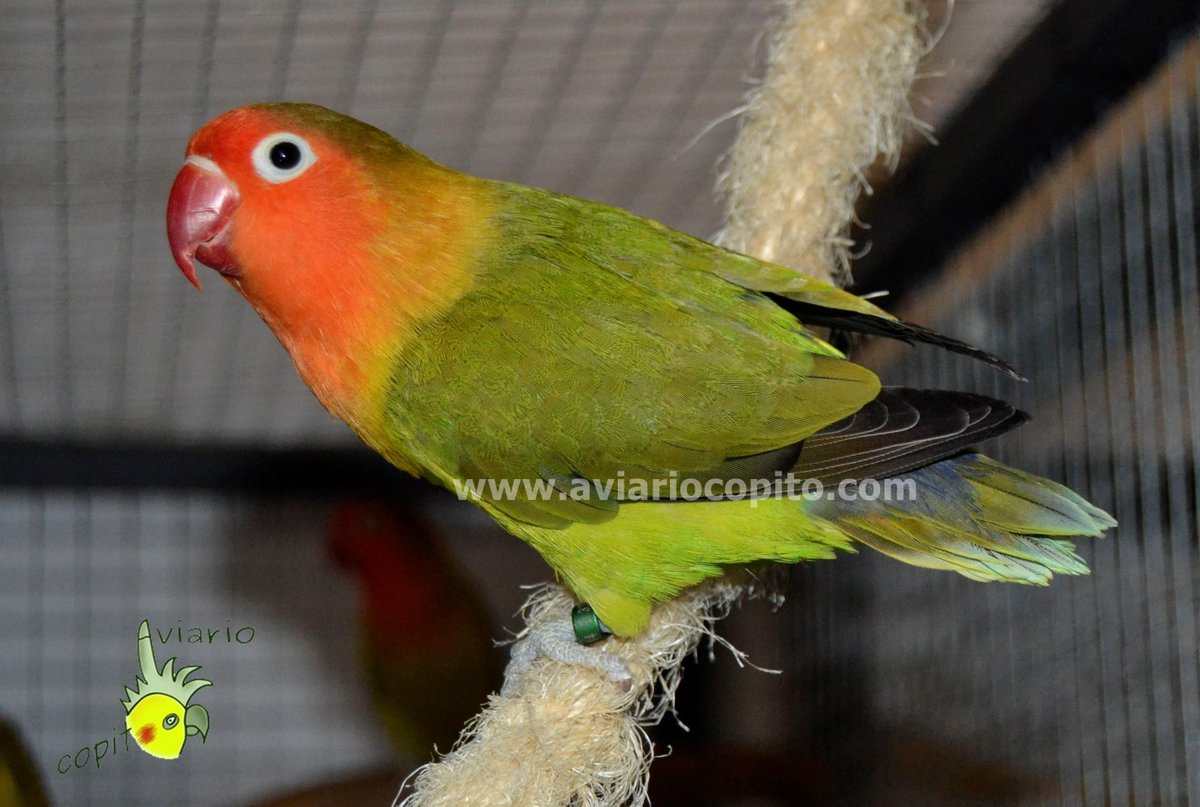 AviarioCopito's tweet photo. Fischeri misty sf. http://t.co/oSTVhglAnm