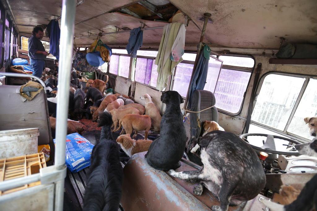 gzhdigital's tweet photo. Em Alvorada, vítima da enchente usa ônibus para recolher 140 cães abandonados http://t.co/BpKaec3NTo http://t.co/5gIB2heYYu