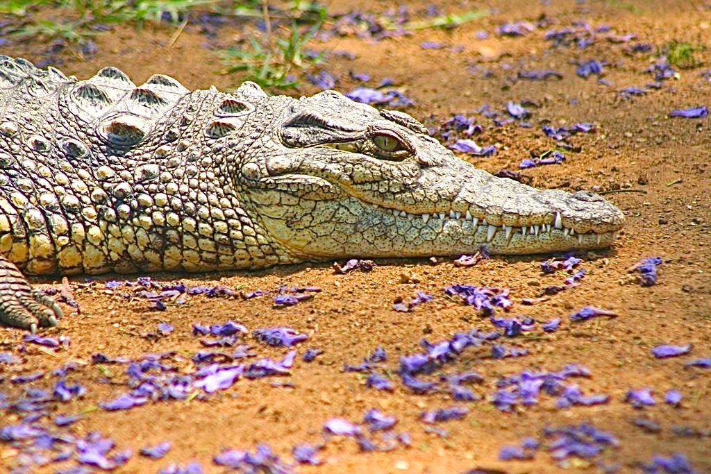 LearnTownNyanja's tweet photo. We're going to Kalimba Reptile Park  - Tiyenda ku Kalimba Reptile Park #Nyanja #Lusaka http://t.co/ytkG2sRBeM