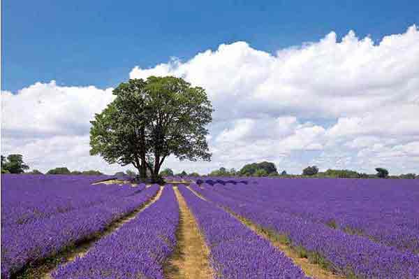 MEMOVoyage's tweet photo. Les lavandes sont en fleurs dans de somptueux paysages en Provence
http://t.co/Fkc9GSagQK http://t.co/PNVi16NSgS