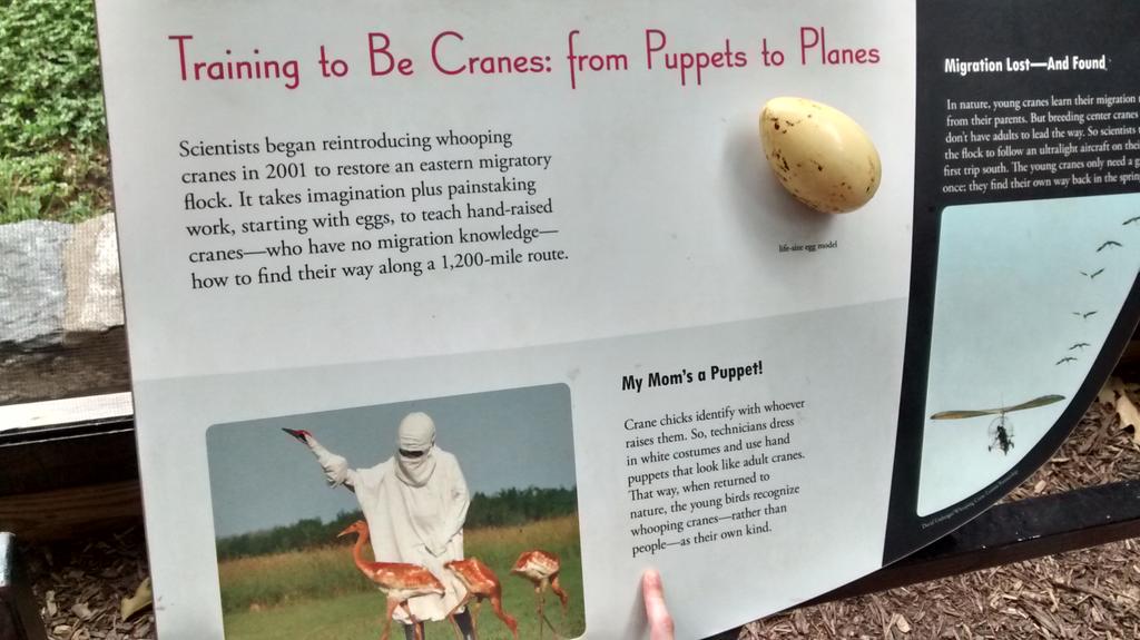 pocket_changeco's tweet photo. The National Zoo must be in cahoots with @CraneFable 
#capfringe15 http://t.co/tHT0z9Ors3