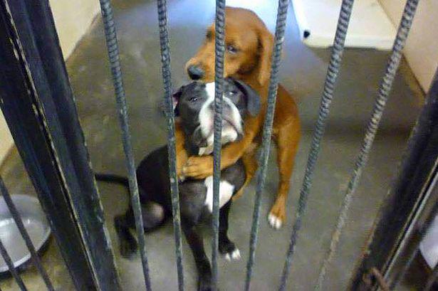jodieobrien's tweet photo. #love "@DailyMirror: The rescue dogs saved from being put down by a picture of them HUGGING http://t.co/eqMD9vW3IQ… http://t.co/IKkvVvCdiL"