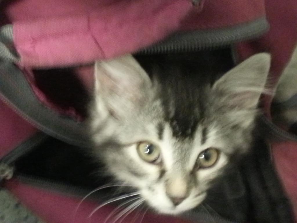 petsmart kennedy commons phone number