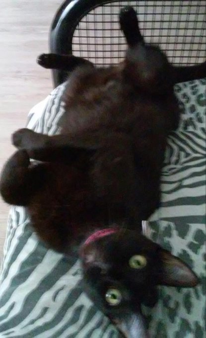 how cute is my Knight!!?!💗😻😺❤ http://t.co/Coghguinjw<a href="/tag/tbt"class="tags"><span>#tbt</span></a>