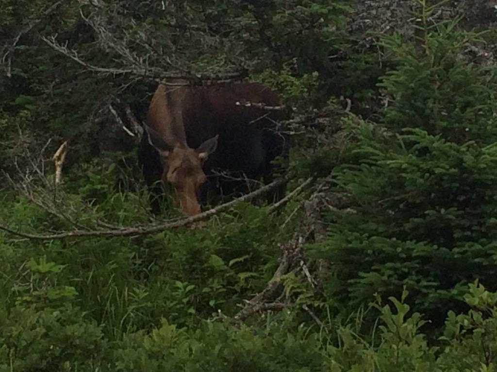 Moose on the trail!  #skylinetrail <a href="/ParksCanada_NS/">Parks Canada, Nova Scotia</a>