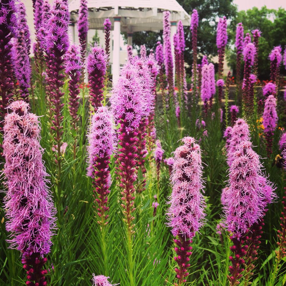 findagarden on Twitter &quot;Plant liatris to attract