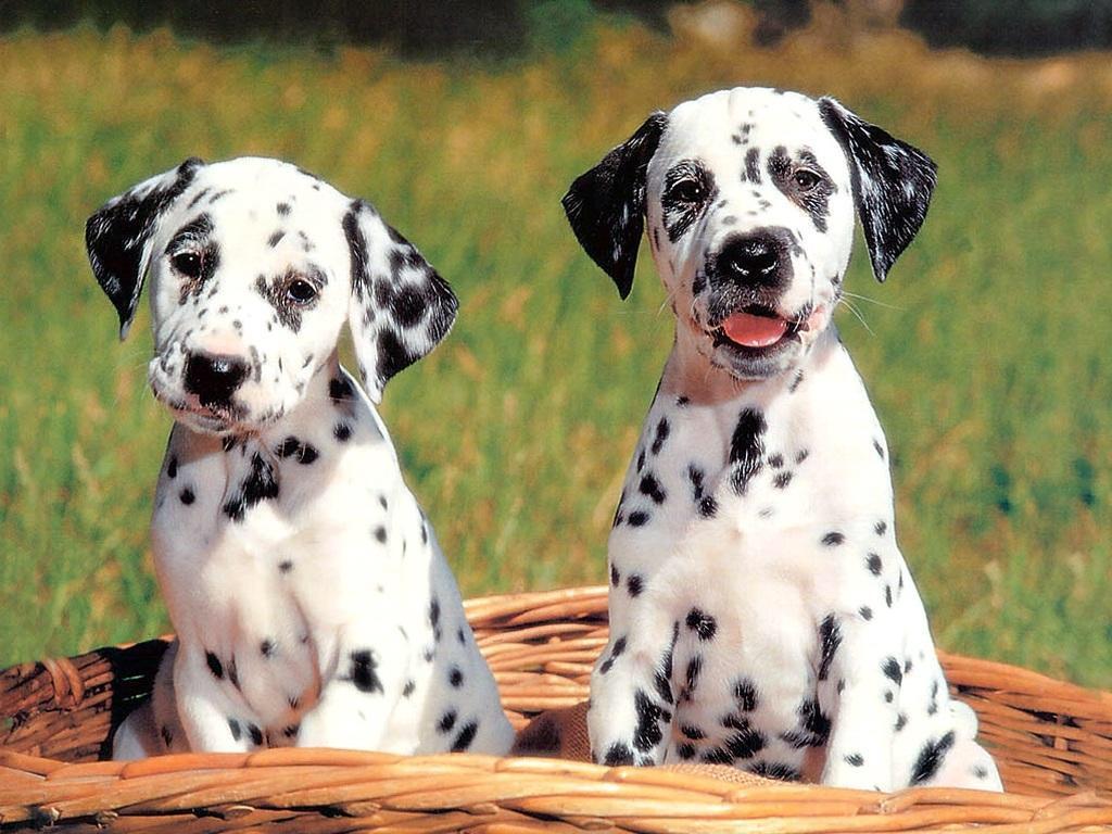 doggoals's tweet photo. ⚫️⚪️ http://t.co/xOdNn8sF8U