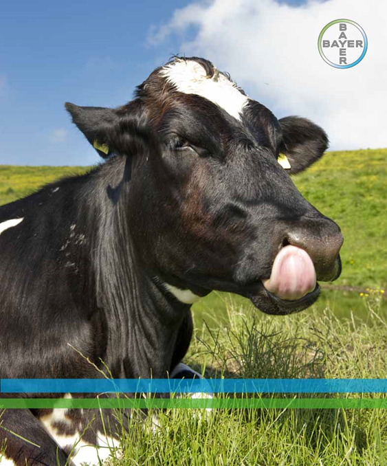 Una vaca hace aproximadamente 40,000 movimientos de mandíbula al día.