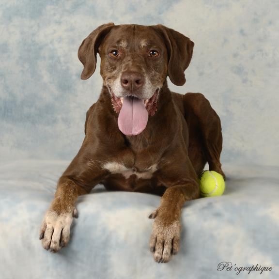 NevadaSPCA's tweet photo. Lexie
Sporty #LabPointer who LOVES playing fetch! #Adopt 
https://t.co/6jGky0gfY8 http://t.co/JHNO31jBq9