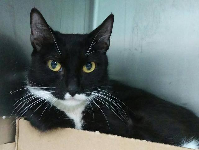 JERSEY might be KILLED TOMORROW! Please RT-share-pledge-foster-adopt! #NYC #CATS

facebook.com/nycurgentcats/…
