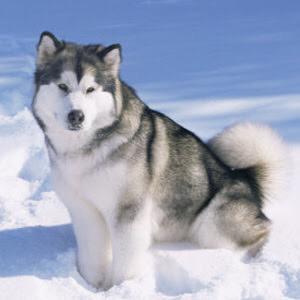 K わんダフォーにちなんで好きな犬を コリーは断トツで好き あの高貴な感じがね 私綺麗でしょ 的なのが若干たいぴみたいだなw アラスカンマラミュートもかっこよくて好き チャウチャウのこのモフモフも好き 大型犬が好きなのよね Http T