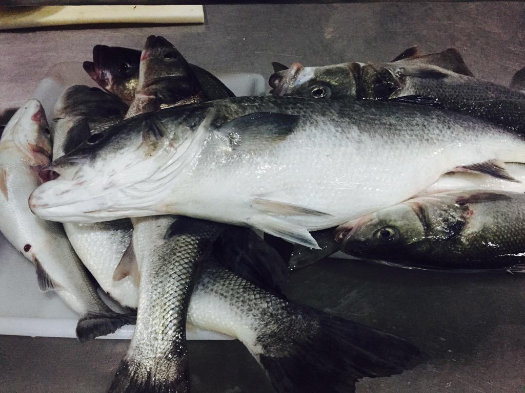 elchicharronbar's tweet photo. Robalos recién pescados en bodega Jerezana en la playa de Valdelagrana http://t.co/3HoOYgwjft