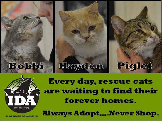 IDAUSA's tweet image. Meet Bobbi, Hayden &amp;amp; Piglet from IDA's Hope Animal Sanctuary. Please remember to #Adopt #NeverShop #Spay &amp;amp; #Neuter