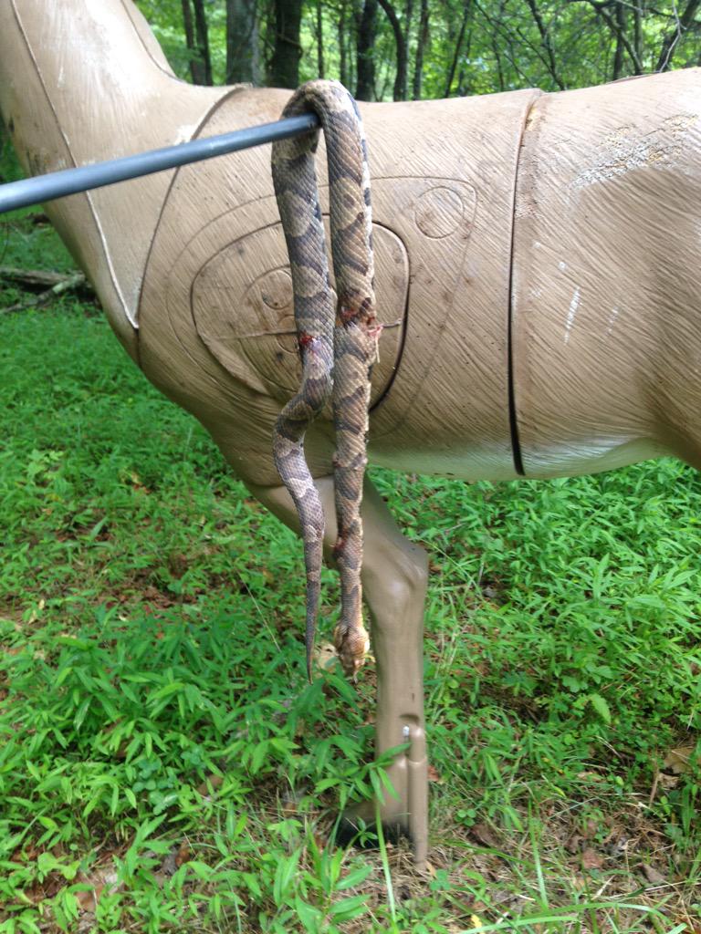 T8NHD's tweet image. Got the dirty booger who bit Angel.Took me a couple weeks.She sniffed it out for me.#1less.#Ihatesnakes!