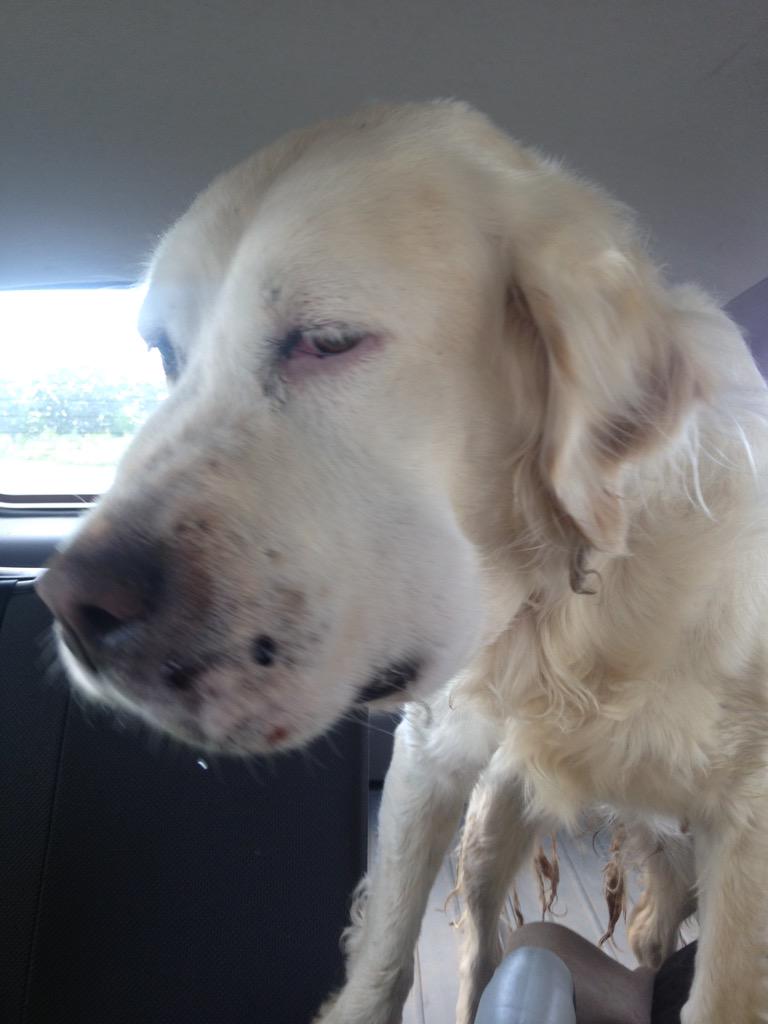 T8NHD's tweet image. Got the dirty booger who bit Angel.Took me a couple weeks.She sniffed it out for me.#1less.#Ihatesnakes!