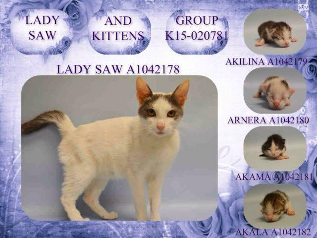 #URGENT #NYC #CATS baby #KITTEN AKAMA needs RTs/PLEDGES/rescue/foster/adopt by 7/22! facebook.com/PetsOnDeathRow…
