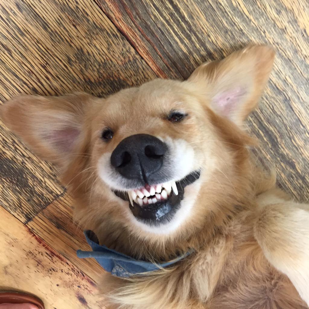 Best dog ever!