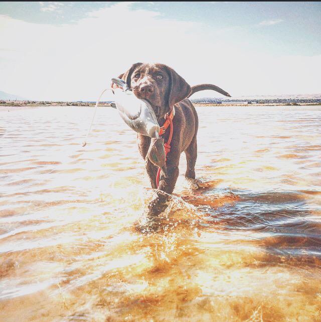 TobiasMacPhee's tweet photo. A little everyday. #duckdog #retriever #puppy #dokken http://t.co/ACfVDpEKQl