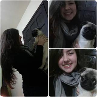 Joy_PhotoCam's tweet image. The mother of the dragons. Met khaleesi. #khaleesi #pug #lovsomuch🐶💕 findelight.net/puggie_detail.…