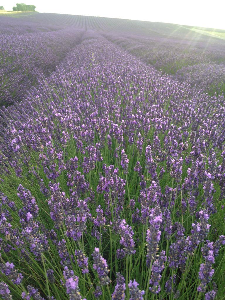 Lauratobin1's tweet photo. What a stunning view to wake up to. Lavender stretching as far as the eye can see #purple @HitchinLavender @gmb http://t.co/3n8Vk3hmtI