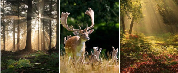 handpickedparks's tweet photo. @HampshireLife 40 enchanting photos of the New Forest http://t.co/LXHayB8c6a http://t.co/wCrFI0lqHw