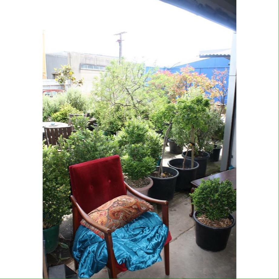 So pretty looking out into the front yard today #gallery #plants