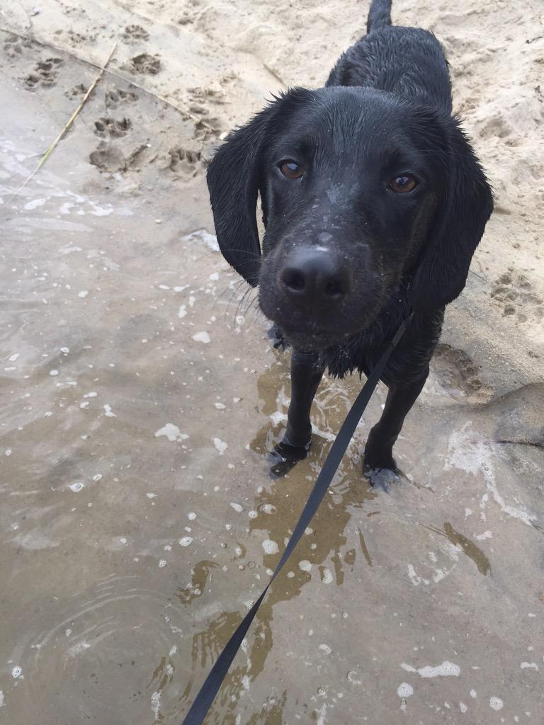 Stace_Face28's tweet photo. Robbie's first beach trip! Would fit right into a #beachbum forever home. @NEHSRescue http://t.co/RbmvA7f4JK