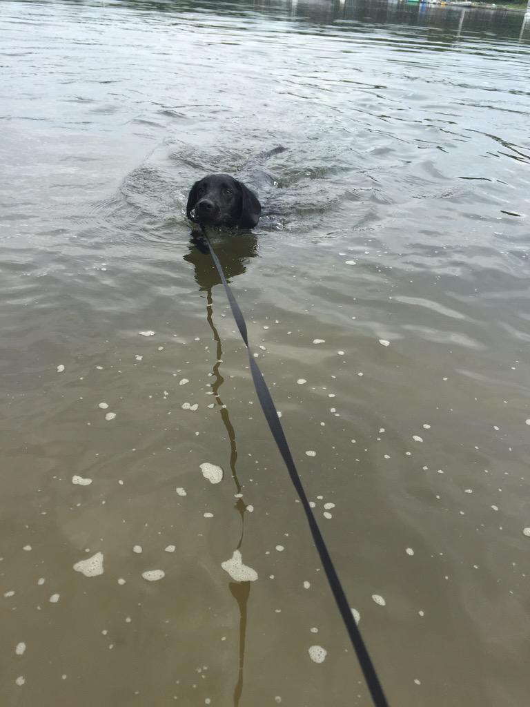 Stace_Face28's tweet photo. Robbie's first beach trip! Would fit right into a #beachbum forever home. @NEHSRescue http://t.co/RbmvA7f4JK