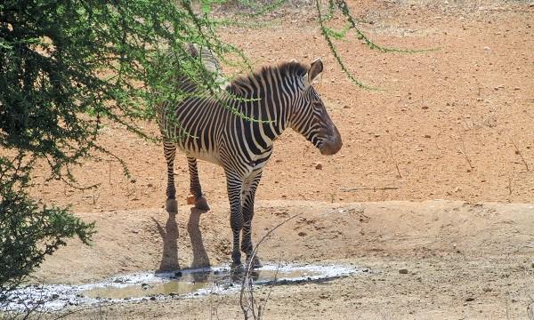 HisiaSafaris's tweet photo. El #safari no ha acabado! Cerca del #lodge podemos encontrar #animales tan diferentes como estos! #africa #wildlife http://t.co/lIVC8QwxbB
