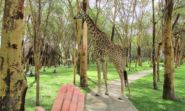 HisiaSafaris's tweet photo. El #safari no ha acabado! Cerca del #lodge podemos encontrar #animales tan diferentes como estos! #africa #wildlife http://t.co/lIVC8QwxbB