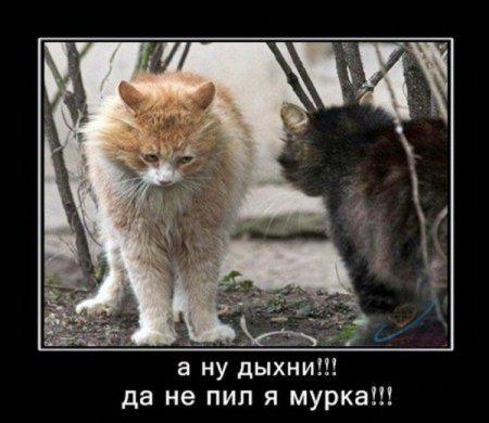 mesnir123 tweet picture