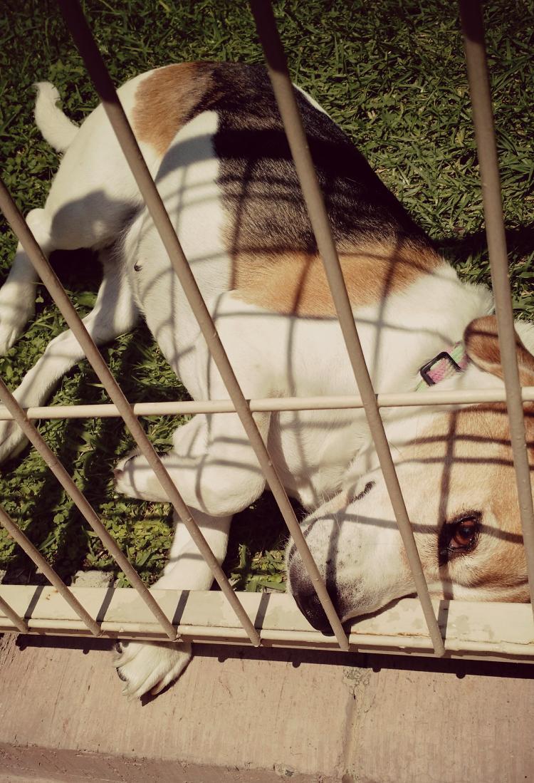 #DíaMundialDelPerro y yo aquí valiendo dickson...