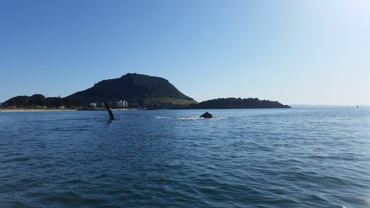 I was supposed to be working this afternoon but a #whale got in the way rline.co.nz/whales #bestafternoonever