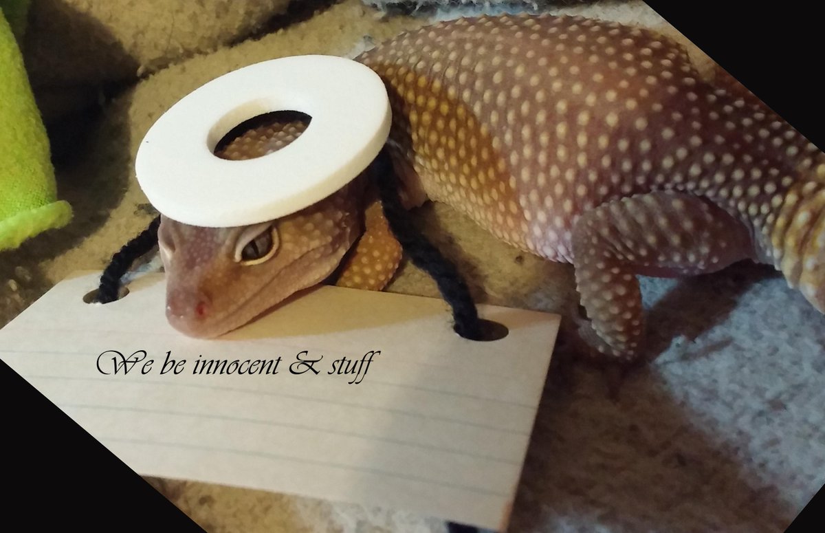 SachielGecko's tweet photo. Tonight (7/21/15) I weighed 76 grams.  Thursday marks @AraelGecko and my 2nd anniversary living with Daddy! Hooray! http://t.co/x6JwMrfKKw