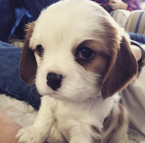 #CuteAnimals  baby puppy