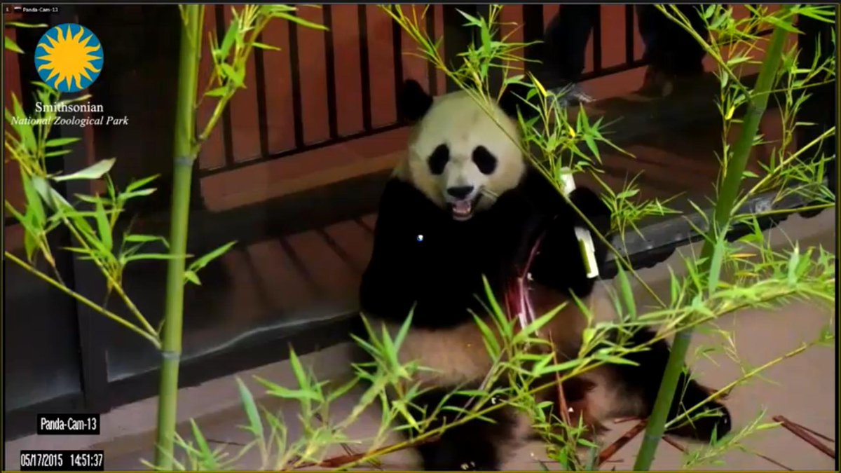 JoyHinnant's tweet photo. HAPPYHAPPYHAPPY Birthday #MeiXiang! U r most #BeautifulPanda ever I hope u have #FruitsicleCake #BigAsTheSky! LuvU!! http://t.co/1VoPQ54RkN