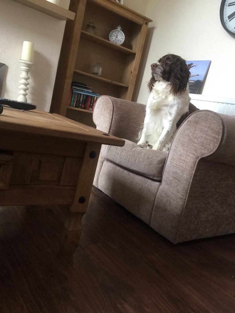 shonathacker1's tweet photo. @ITVLorraine My beautiful Olly 😍 http://t.co/NY14o43H32