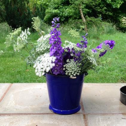 Delphiniums and ami from the Blue Shed field in famous blue enamel bucket...