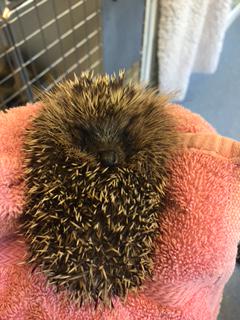 It's hedgehog mania here. This one was confused for a tennis ball by a dog but is unharmed-neither is the dog- phew!