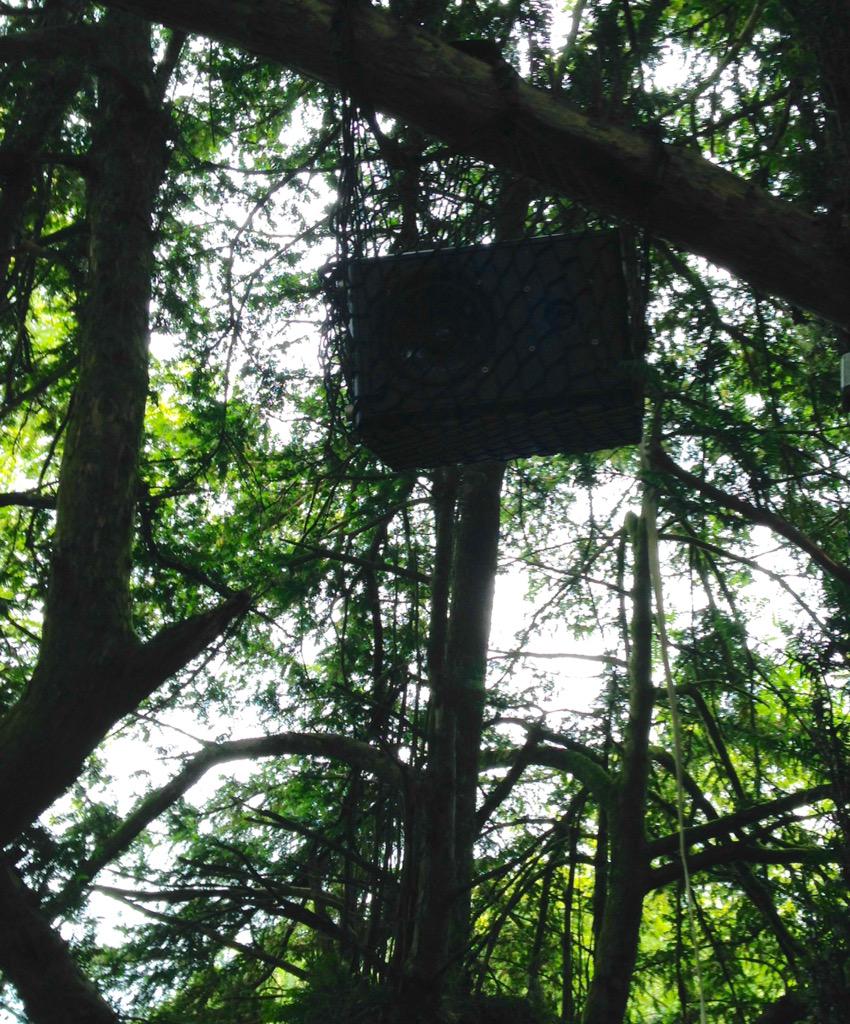 Speakers in the trees.... <a href="/FellFootSound/">Fell Foot Sound Fest</a>  #sound #installation #nature