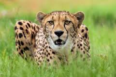 WorldAnimalsMag's tweet photo. Is the cheetah the planet's greatest hunter? Rate the cheetah's skills @justascore http://t.co/g6F4yhRcsx http://t.co/lW1gKO952d