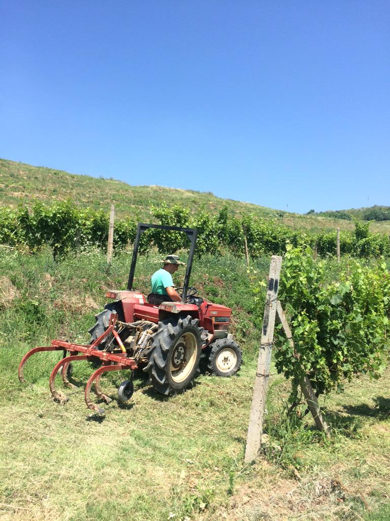 Dagon Clan Wines tweet media